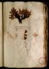  Fol. 11 

Artemisia monocaulis alpina seu Absynthium alpinum humile, Pontico congener.
